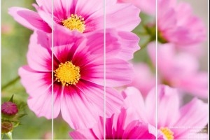 Каталог фотопечати - Цветы