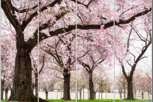 Каталог фотопечати - Сакура