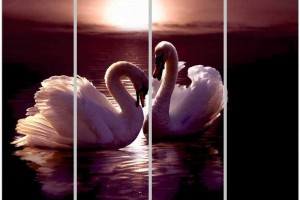 Каталог фотопечати - Животные