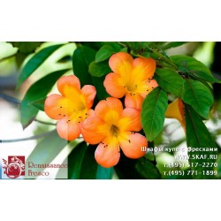 freska_photo-collection_cveti_008