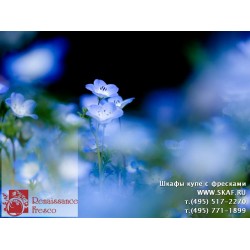 freska_photo-collection_cveti_011