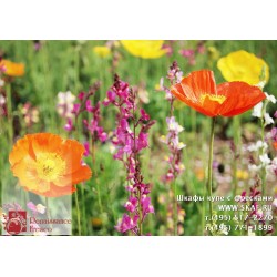 freska_photo-collection_cveti_012