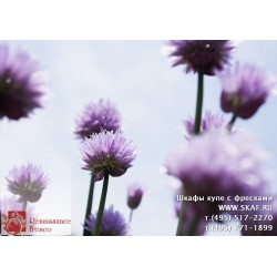 freska_photo-collection_cveti_013