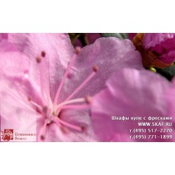 freska_photo-collection_cveti_014
