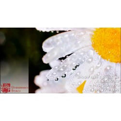 freska_photo-collection_cveti_016