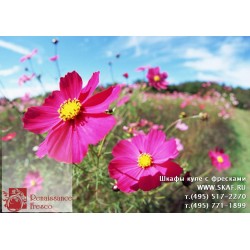 freska_photo-collection_cveti_018