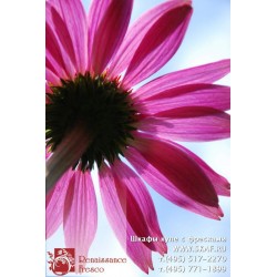 freska_photo-collection_cveti_019