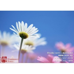 freska_photo-collection_cveti_020