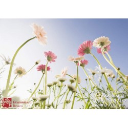freska_photo-collection_cveti_022