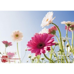 freska_photo-collection_cveti_023