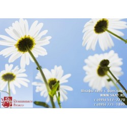 freska_photo-collection_cveti_024