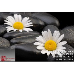 freska_photo-collection_cveti_028