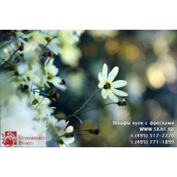 freska_photo-collection_cveti_034