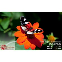 freska_photo-collection_cveti_035