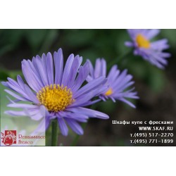 freska_photo-collection_cveti_036