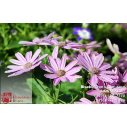 freska_photo-collection_cveti_037