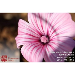 freska_photo-collection_cveti_038