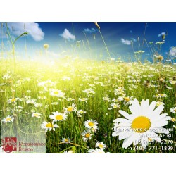 freska_photo-collection_cveti_039