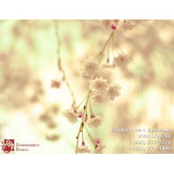 freska_photo-collection_cveti_042