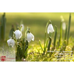 freska_photo-collection_cveti_044