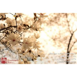 freska_photo-collection_cveti_045