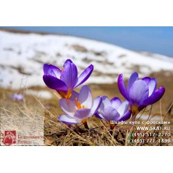 freska_photo-collection_cveti_047