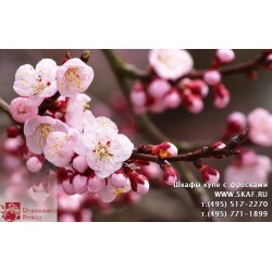freska_photo-collection_cveti_050