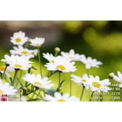 freska_photo-collection_cveti_054