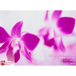 freska_photo-collection_cveti_066