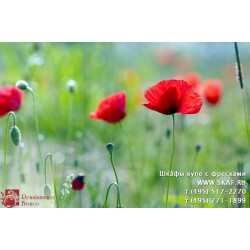 freska_photo-collection_cveti_068