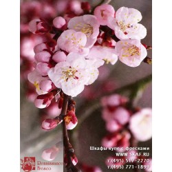 freska_photo-collection_cveti_072