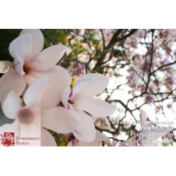 freska_photo-collection_cveti_073