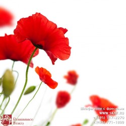 freska_photo-collection_cveti_077