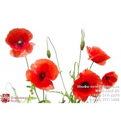 freska_photo-collection_cveti_078