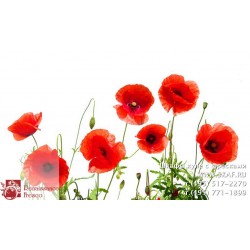 freska_photo-collection_cveti_079