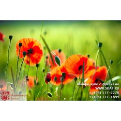 freska_photo-collection_cveti_080
