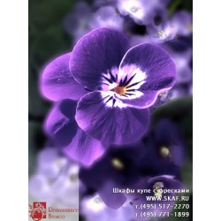 freska_photo-collection_cveti_082