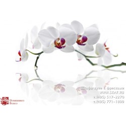 freska_photo-collection_cveti_087