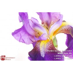 freska_photo-collection_cveti_089
