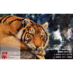 freska_photo-collection_zhivotnye_012