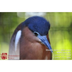 freska_photo-collection_zhivotnye_025