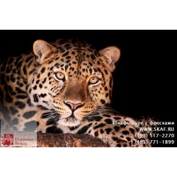freska_photo-collection_zhivotnye_033