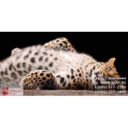 freska_photo-collection_zhivotnye_034