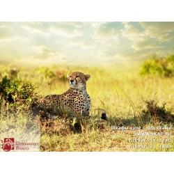 freska_photo-collection_zhivotnye_039