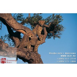 freska_photo-collection_zhivotnye_057