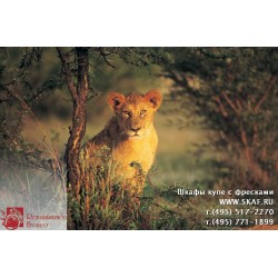 freska_photo-collection_zhivotnye_058