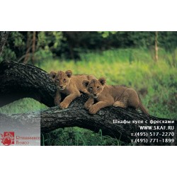 freska_photo-collection_zhivotnye_060