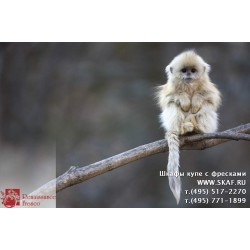 freska_photo-collection_zhivotnye_063