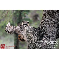 freska_photo-collection_zhivotnye_067
