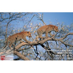 freska_photo-collection_zhivotnye_069